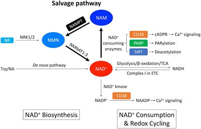 NAD+ Metabolism as an Emerging Therapeutic Target for Cardiovascular Diseases Associated With Sudden Cardiac Death